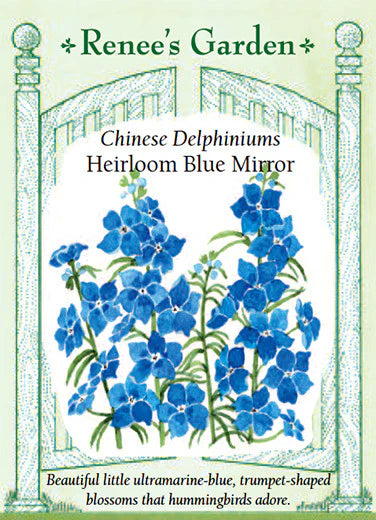 Delphiniums Heirloom Blue Mirror