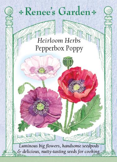Poppy Heirloom Pepperbox