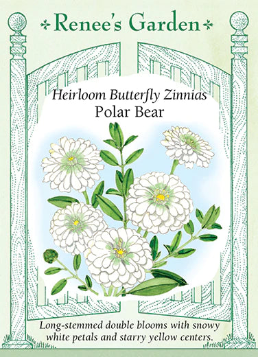 Zinnia Polar Bear