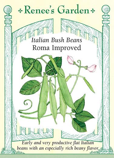 Bean Bush Roma Improved