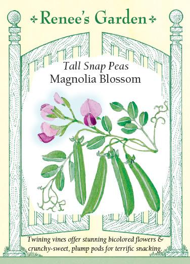 Pea Snap Magnolia Blossom