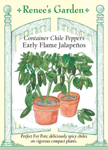 Pepper Chile Container Early Flame Jalepeno
