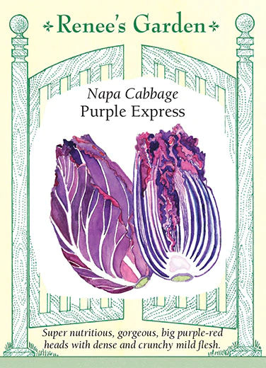 Cabbage Napa Purple Express