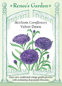 Cornflower Velvet Dawn