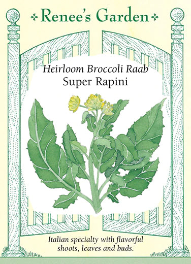 Broccoli Raab Super Rapini