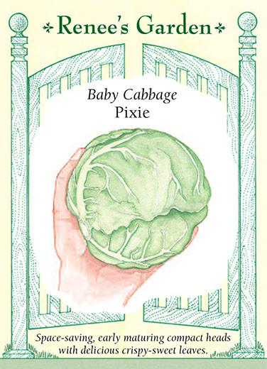 Cabbage Baby Pixie