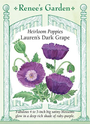 Poppy Lauren's Dark Grape