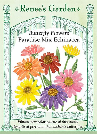 Echinacea Paradise Mix 