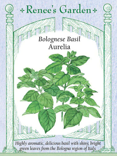 Basil Aurelia Bolognese