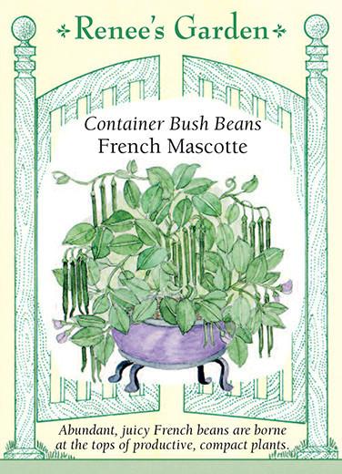 Bean Bush Container French Mascotte