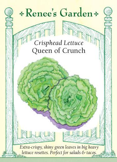 Lettuce Crisphead Queen of Crunch