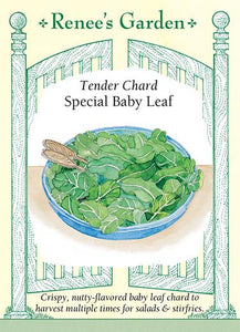  Chard Baby Leaf
