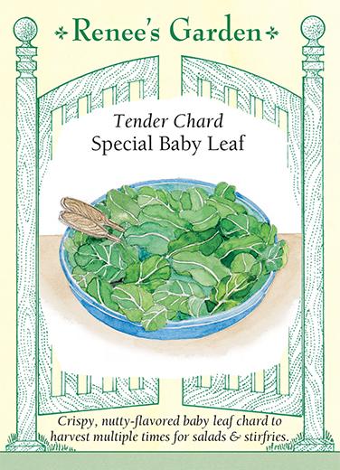  Chard Baby Leaf