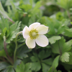 Anemone slyvestris - Snowdrop Anemone