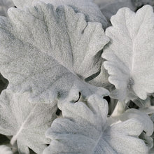Load image into Gallery viewer, Dusty Miller
