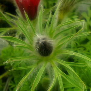 Pulsatilla vulgaris rubra - Red-Bells Pasque Flower