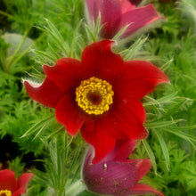 Load image into Gallery viewer, Pulsatilla vulgaris rubra - Red-Bells Pasque Flower
