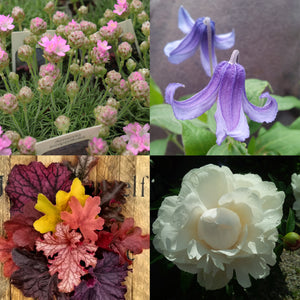 Mother's Day Perennial Collection - Sunny Garden