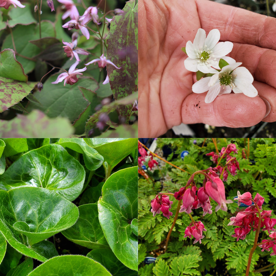 Mother's Day Perennial Collection - Shady Garden