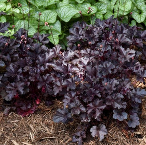 Heuchera hybrid Primo® 'Black Pearl' - Primo® Black Pearl Coral Bells