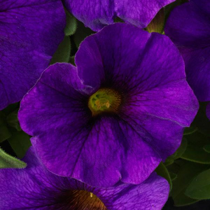 Trailing - Petchoa, Supercal (Petunia)