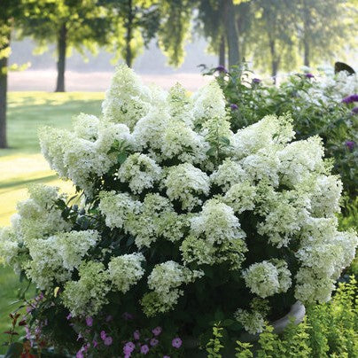 Hydrangea paniculata - Bobo® Hydrangea