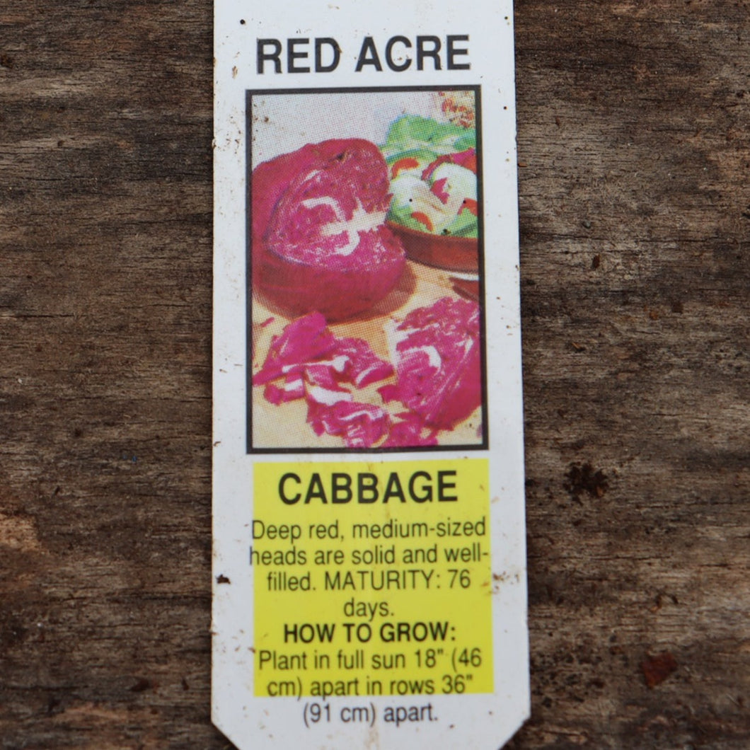 Cabbage - Red Arce