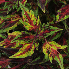 Load image into Gallery viewer, Coleus
