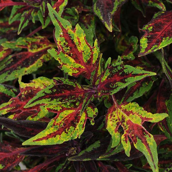 Coleus