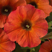 Load image into Gallery viewer, Trailing - Petchoa, Supercal (Petunia)
