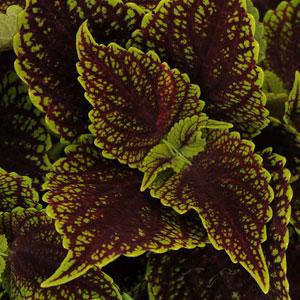 Coleus