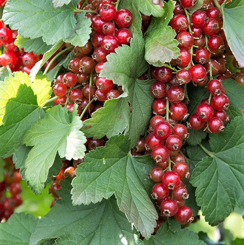Currant - Red