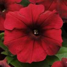 Load image into Gallery viewer, Trailing - Petunia, Wave
