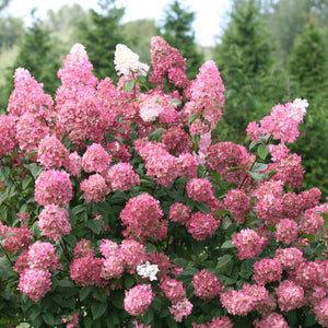 Hydrangea paniculata 'SMHPFL' - Firelight® Hardy Hydrangea