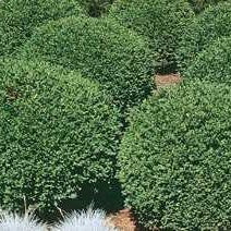 Buxus 'Green Velvet' - Green Velvet Boxwood