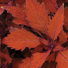 Load image into Gallery viewer, Coleus
