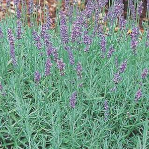 Lavandula angustifolia 'Hidcote Blue' - Hidcote Lavender
