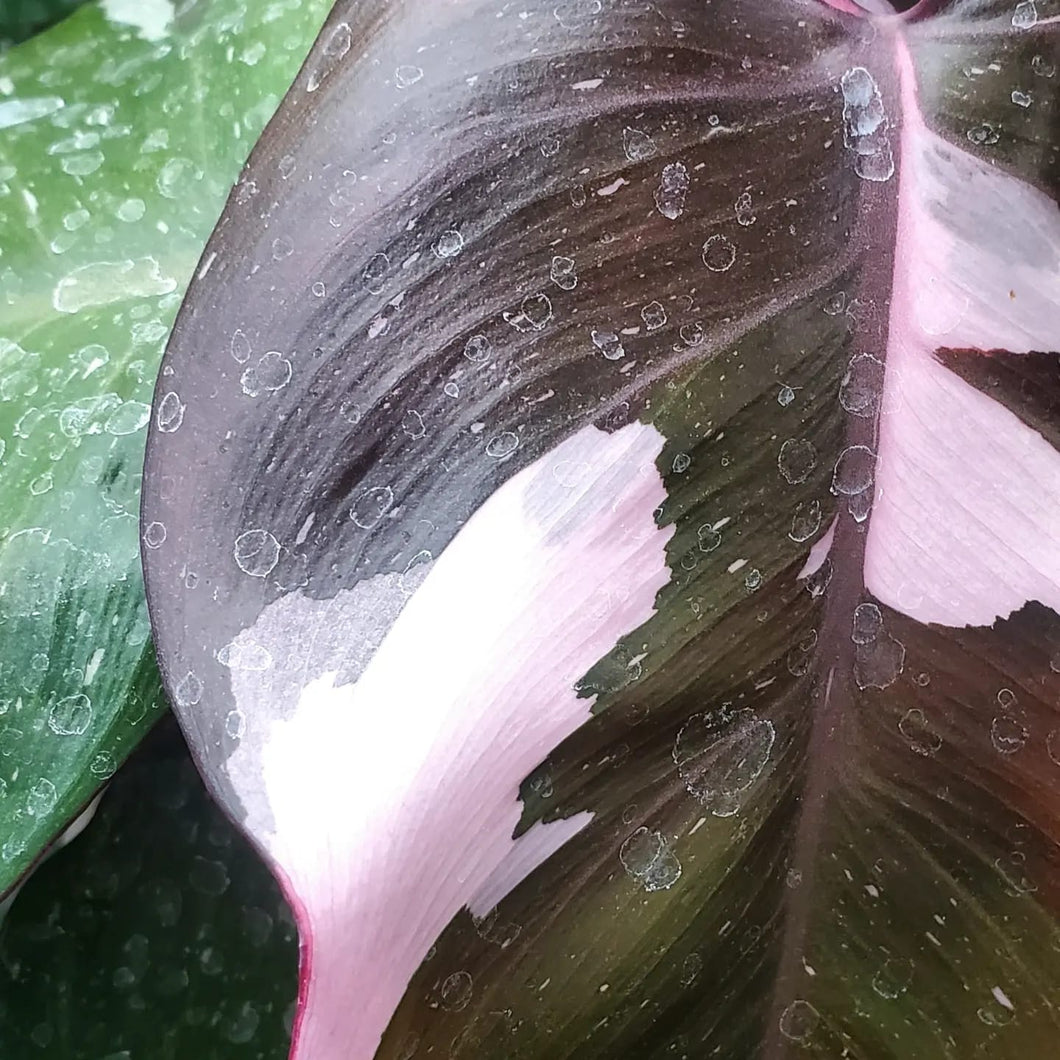 Philodendron 'Pink Princess'