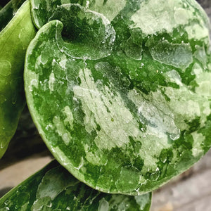 Scindapsus pictus - Silver Satin Pothos