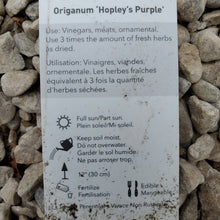 Load image into Gallery viewer, Oregano - Purple
