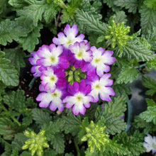 Load image into Gallery viewer, Trailing - Verbena, Wicked
