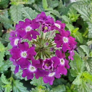 Trailing - Verbena, Wicked