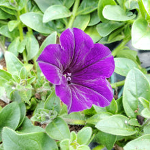 Load image into Gallery viewer, Trailing - Petunia, Wave
