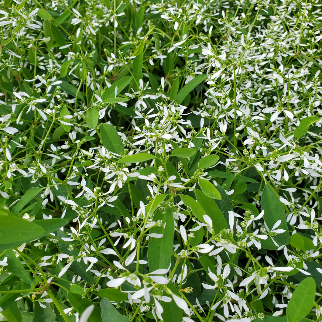 Euphorbia, Glitz