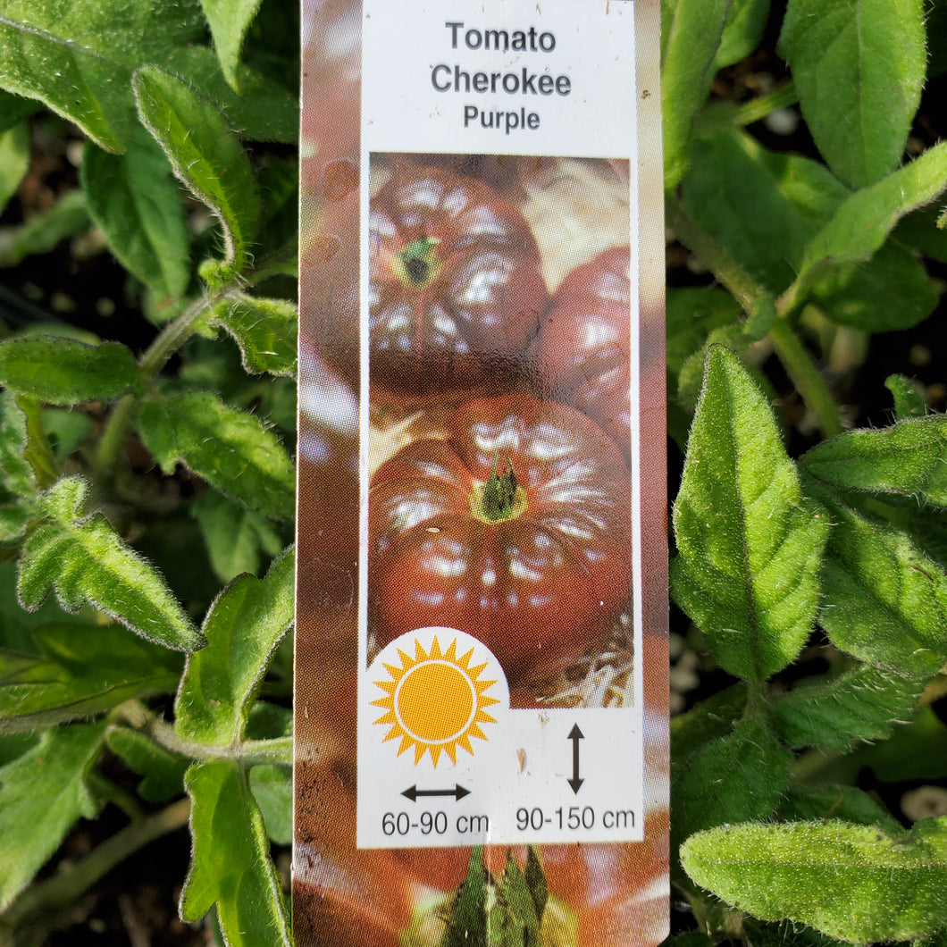 Tomato - Cherokee Purple
