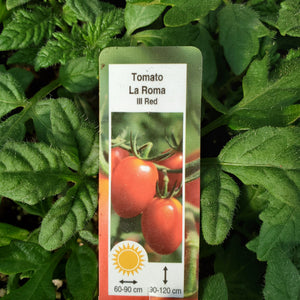 Tomato - La Roma III
