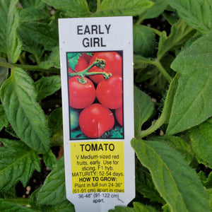 Tomato - Early Girl