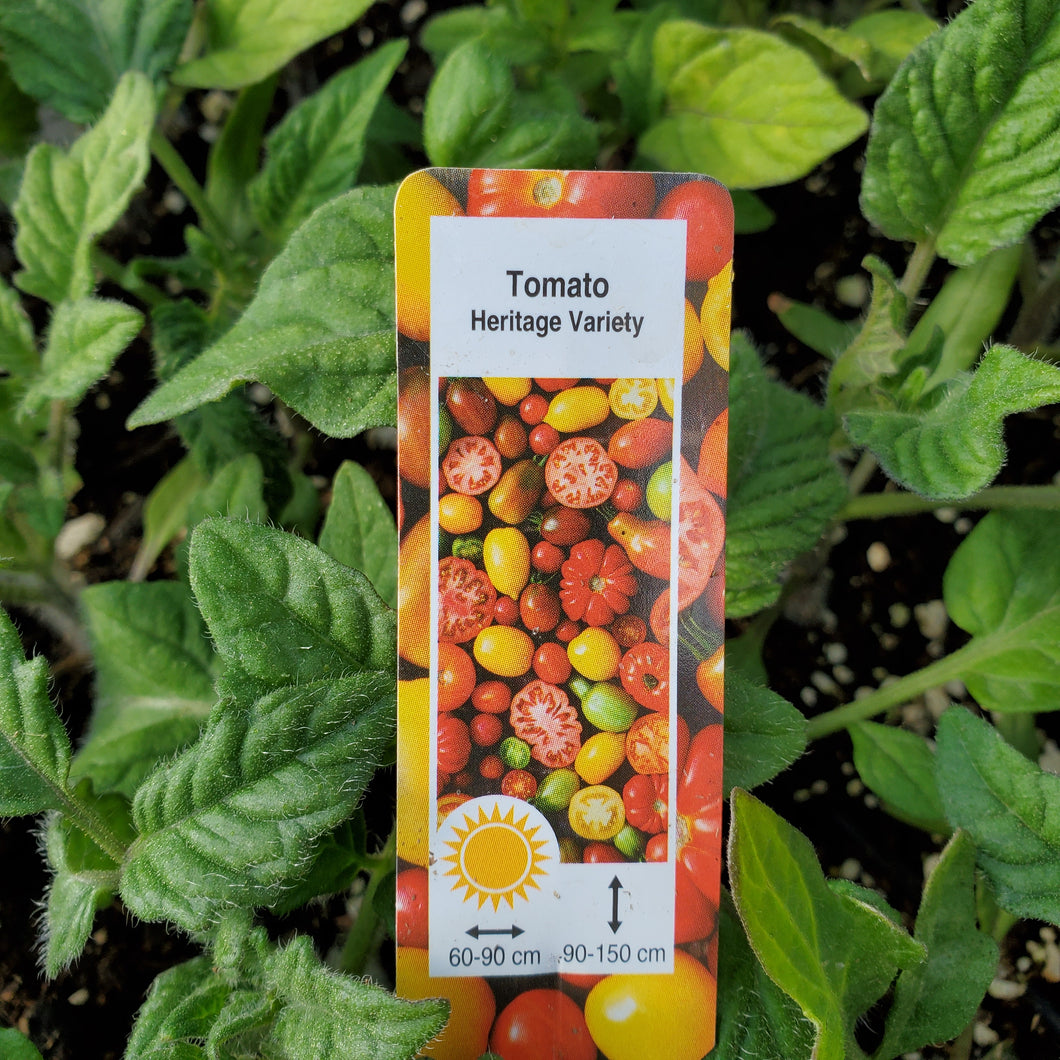 Tomato - Heirloom Rainbow Blend