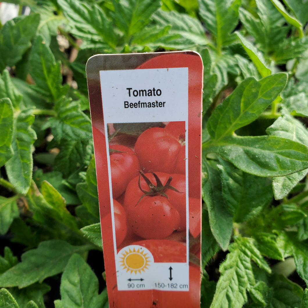 Tomato - Beefmaster