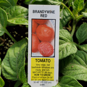 Tomato - Brandywine Red